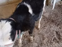 Kuh, Holstein-Rasse — Foto 5