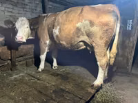 Сиыр, Simmental cattle — 1-сурет