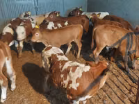 公牛, Cattle — 照片 3