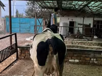 母牛, Holstein breed — 照片 5