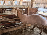 Widder, Rhon sheep — Foto 4