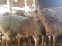 Carnero, Arashan sheep — foto 1