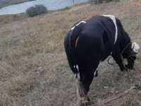 Toro, Russian Black pied cattle — foto 2