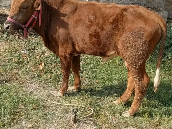 Toro, Ganado vacuno — Uzbekistán