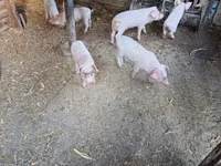 Schweine (Partie, Geschlecht nicht angegeben), Schweine — Foto 1