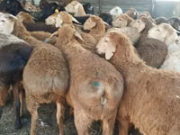 Widder, Kazakh fat-tailed coarsewool sheep — Foto 3