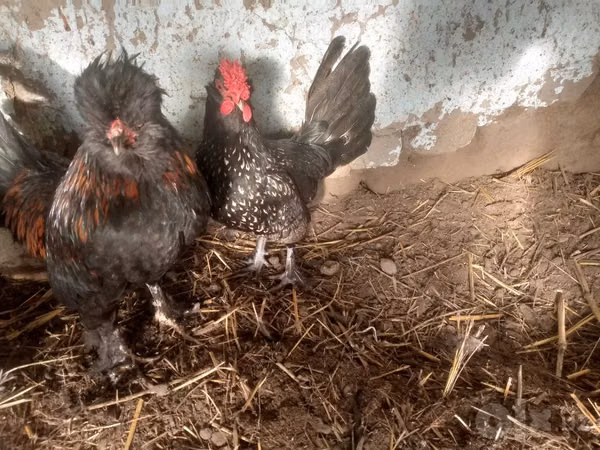 Japanisches Bantam