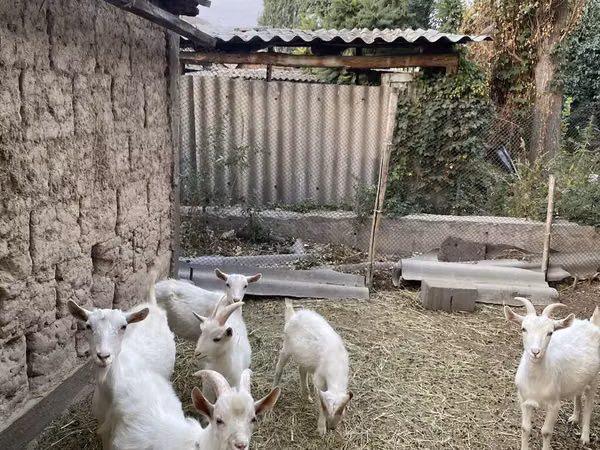 Ziege, Alpine goat — Kirgisistan