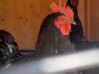 Chickens — الصورة 6