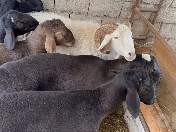 Кочкор, Койлор