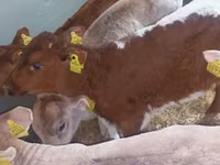 Qoramol (partiya, jinsi ko‘rsatilmagan), Simmental cattle — 4-rasm