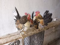 سيراما — الصورة 1