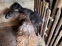 Ram, Sheep — photo 2