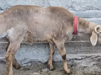 Widder, Arashan sheep — Foto 3