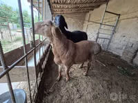 كبش, Blackheaded Persian sheep — الصورة 5