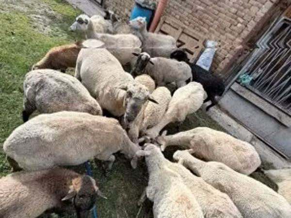 نعجة, الأغنام