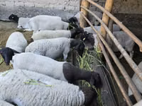 Ram, Sheep — photo 5