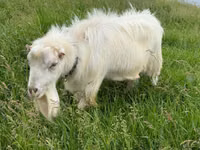 تيس, LaMancha goats — الصورة 4