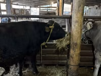 Toro, Aberdeen-Angus — foto 5
