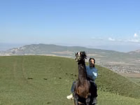حصان, الخيول — الصورة 4
