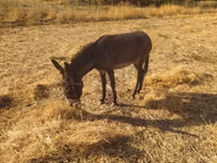 Caballos (lote, sexo no especificado), Caballos — foto 2