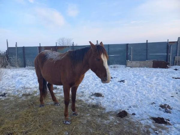 Stute, Horse breed — Kasachstan