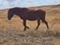 Бие, Kazakh horse — 7-сурет
