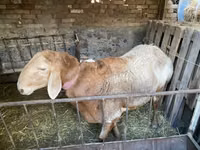 Carnero, Arashan sheep — foto 8