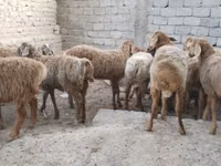 Widder, Arashan sheep — Foto 2