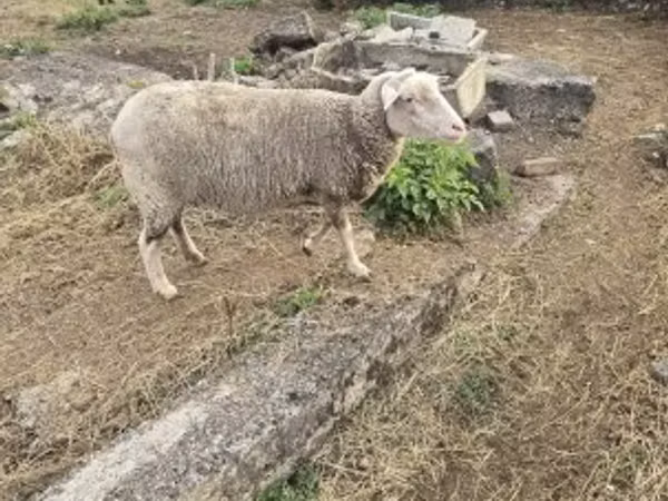 Sheep, Australian merinos sheep