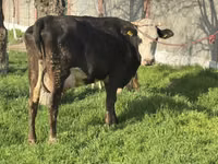 Cow, Cattle — photo 3