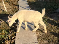 Echki, Saanen goat — 5-rasm