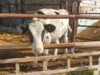 母牛, Simmental cattle — 照片 3