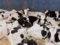 Bovinos (lote, sexo no especificado), Simmental cattle — foto 6