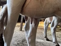 Vaca, Vaca blanca británica — foto 4
