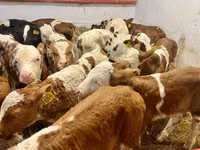 Rinder (Partie, Geschlecht nicht angegeben), Simmental cattle — Foto 2