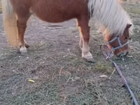 Yegua, Shetland Pony — foto 4