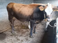 Cow, Cattle — photo 1