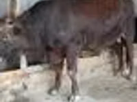 ثور, البقرة الحمراء السهوبية — الصورة 6