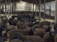Widder, Edilbay sheep — Foto 1