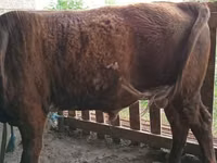 公牛, Cattle — 照片 1