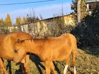 Otlar (partiya, jinsi ko‘rsatilmagan), Thoroughbred horse — 3-rasm