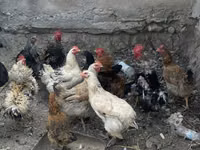 Chickens — Foto 1