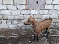 Ziege, Italian Alpine goat — Foto 2