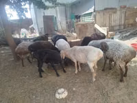 Widder, Arashan sheep — Foto 5