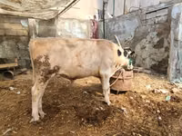 Kuh, Holstein-Rasse — Foto 1
