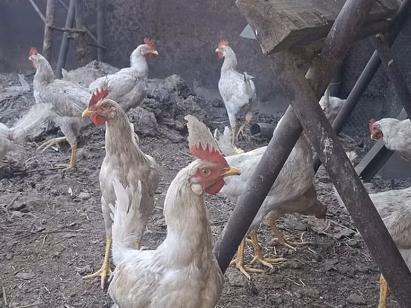 Chickens — قيرغيزستان