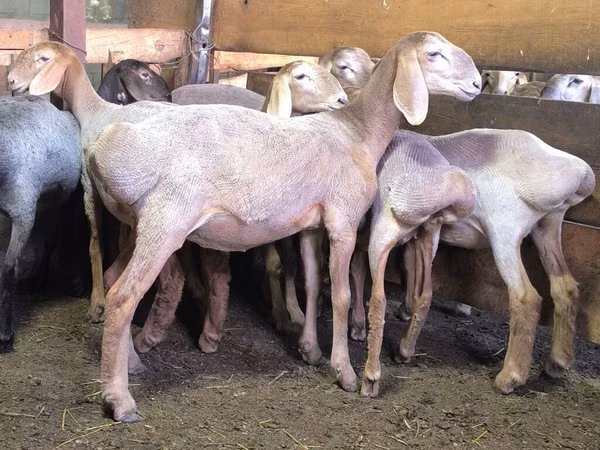 نعجة, Arashan sheep