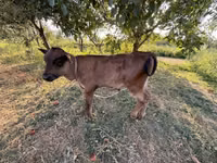 公牛, Cattle — 照片 3