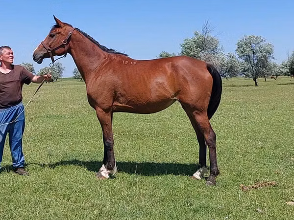 Mare, Arabian horse